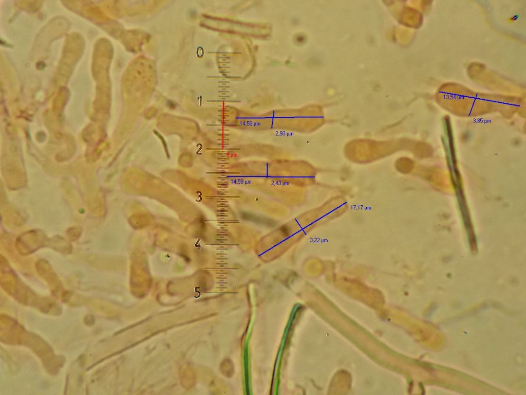 Crosta Bianca, forse Athelia?